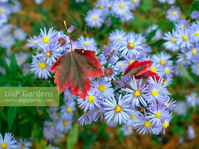 Michaelmas-daisy and fallen leaves of Acer rubrum