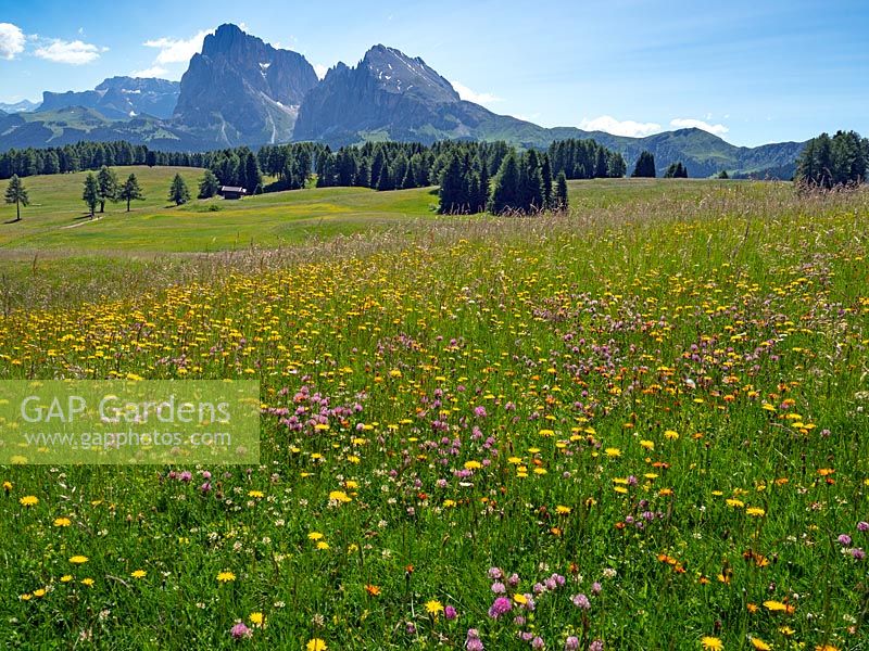 Seiser Alm Dolomites plateau largest Alpine meadow in Europe mountains of Langkofel Group in the background