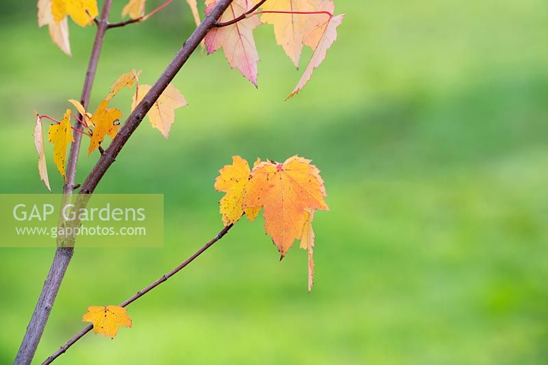 Acer rubrum 'Scanlon' - Red maple