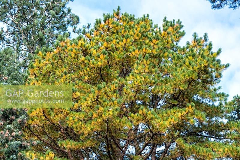 Pinus rigida - Pitch pine tree 