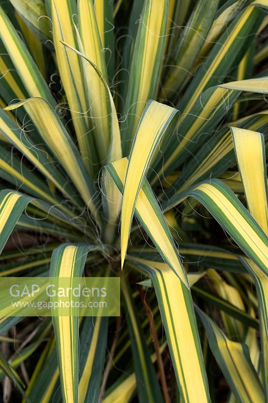 Yucca flaccida 'Golden Sword' - Needle palm