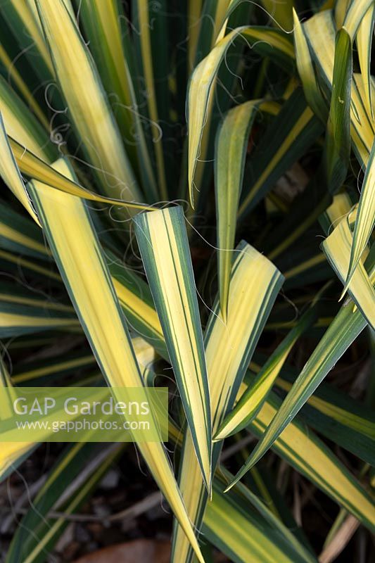  Yucca flaccida 'Golden Sword' - Needle palm
