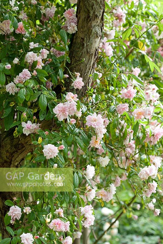 Rosa 'Tausendschon' Thousand Beauties - Rambler Rose - up a tree trunk