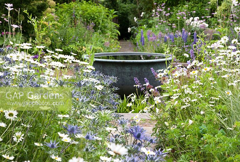 View through Eryngium x zabelii 'Big Blue' - Sea Holly - and Leucanthemum - Ox-eye Daisy to a large copper bowl water feature