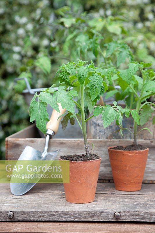 Young Tomato plants 'Roma VF' in terracotta pots, ready to plant outside