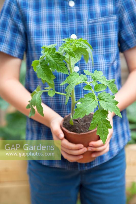 Person holding a young tomato plant 'Roma VF' growing in a terracota pot