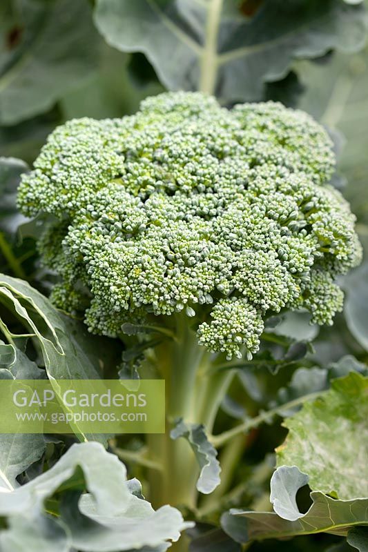 Brassica 'Green Calabrese' - Broccoli - head