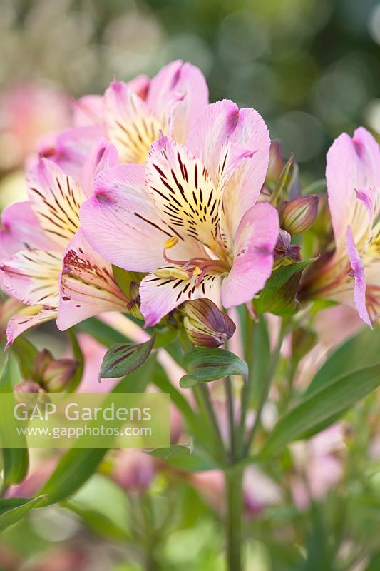 Alstroemeria 'Garden Jewel Pink'