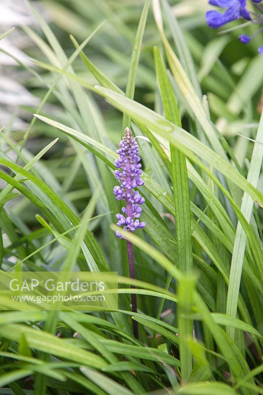 Liriope muscari 'Royal Purple' - Lily Turf.