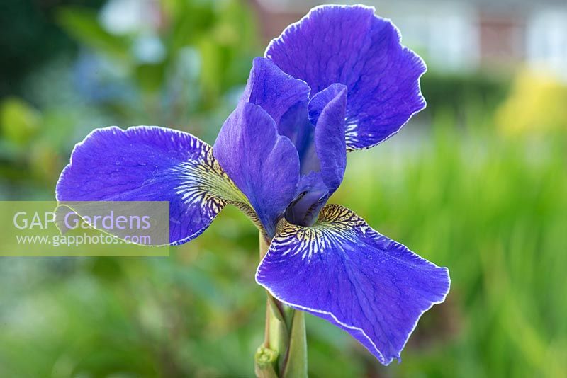 Iris sibirica 'Silver Edge' - Siberian Iris 