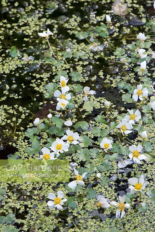 Ranunculus aquatilis - Water crowfoot and Lemna minor - Duckweed