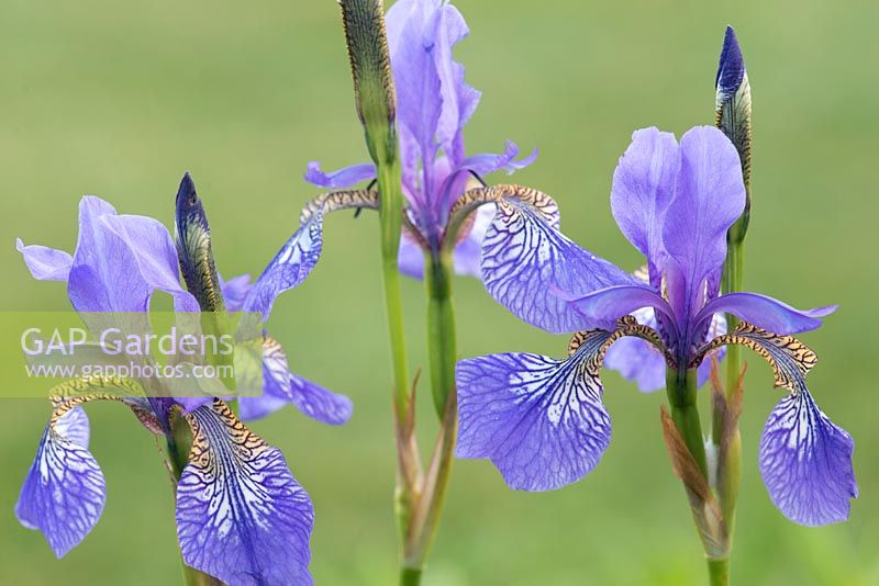 Iris sibirica 'Flight Of Butterflies' - Siberian iris 'Flight of Butterflies'