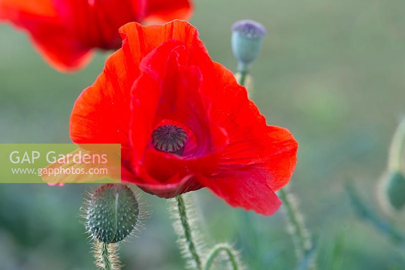 Papaver rhoeas - Field poppy
