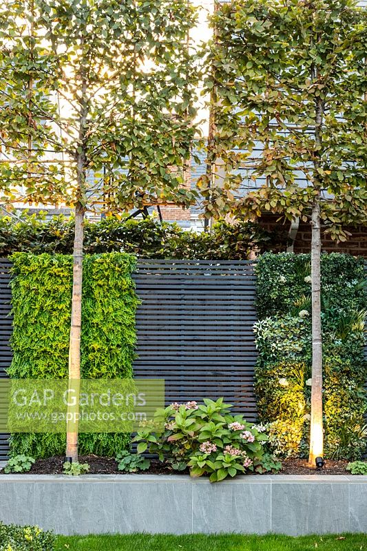 Pleached Carpinus betulus - Hornbeam, slatted grey fencing with artificial plants in blocks and raised bed, trunk illuminated with uplighters