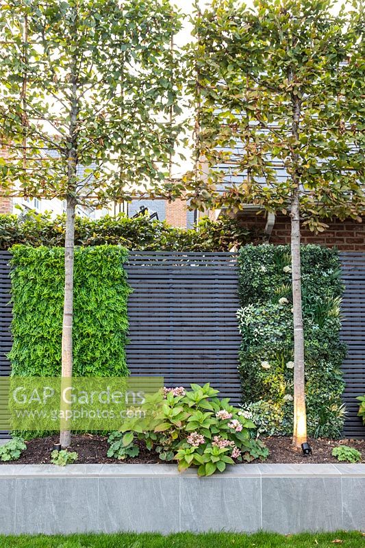 Pleached Carpinus betulus - Hornbeam, slatted grey fencing with artificial plants in blocks and a raised bed