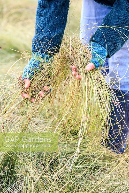 Woman pulling dead leaves from ornamental grass - Carex comans 'Frosted Curls'