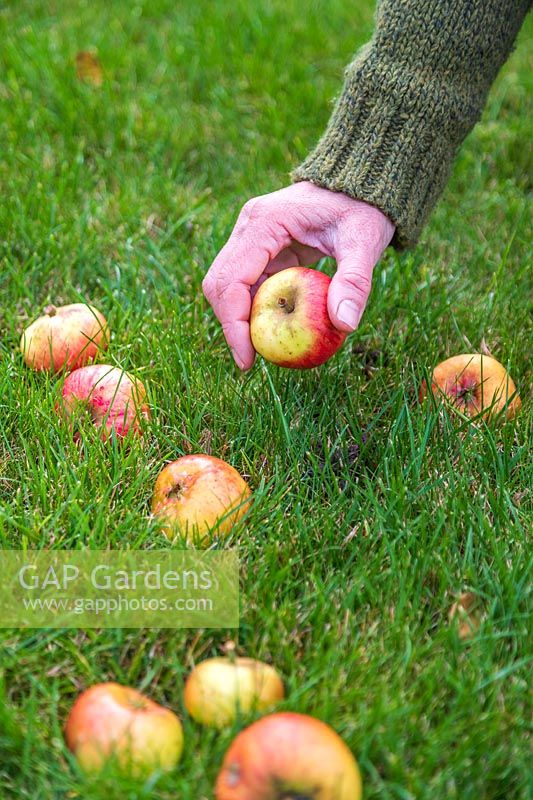 Woman picking up fallen apples of the lawn