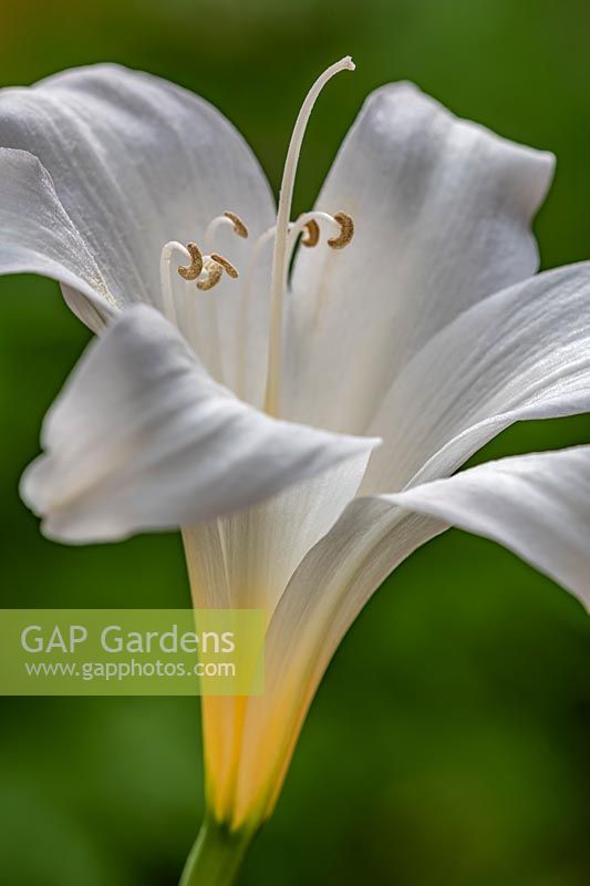 Amaryllis belladonna 'Hathor' - Lily