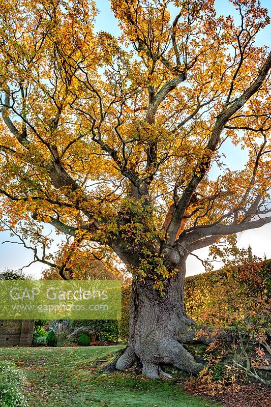 Quercus roar - Ancient Oak Tree at Town Place in Sussex, UK. 