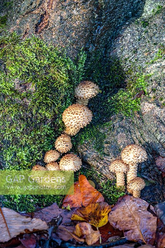 Pholiota squarrosa - Shaggy scalycap mushrooms