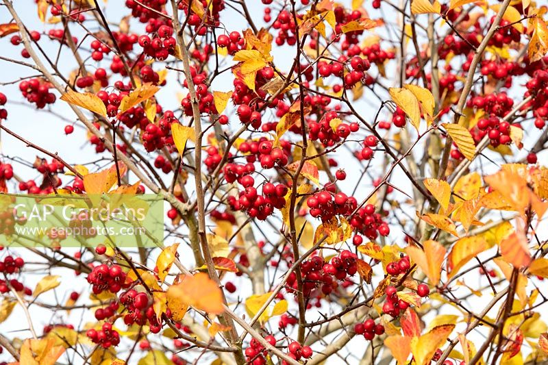 Crataegus persimilis 'Prunifolia splendens' - Cockspur Thorn berries and foliage in autumn