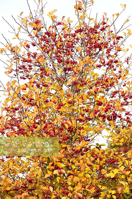 Crataegus persimilis 'Prunifolia Splendens' - Cockspur Thorn berries and foliage in autumn
