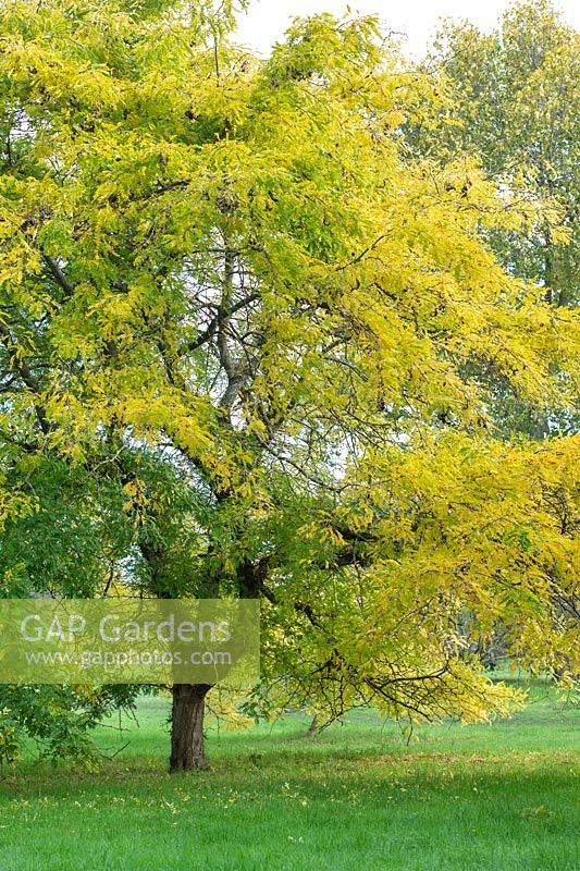 Gleditsia japonica - Japanese honey locust tree in autumn. 
