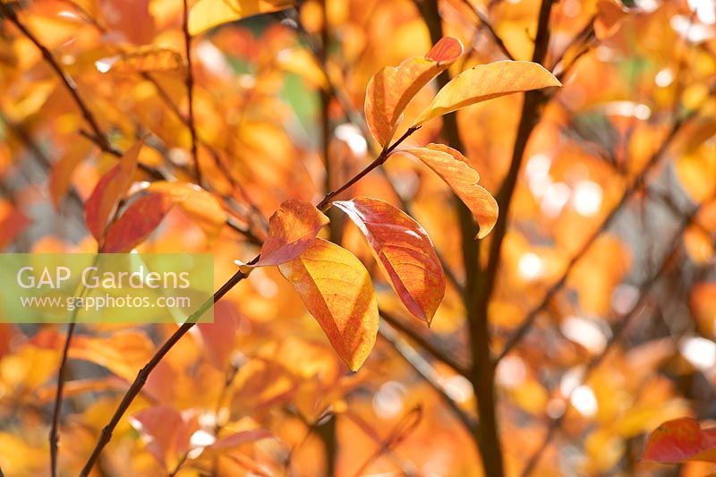 Lagerstroemia 'Hopi' - Crape myrtle 'Hopi' foliage in autumn