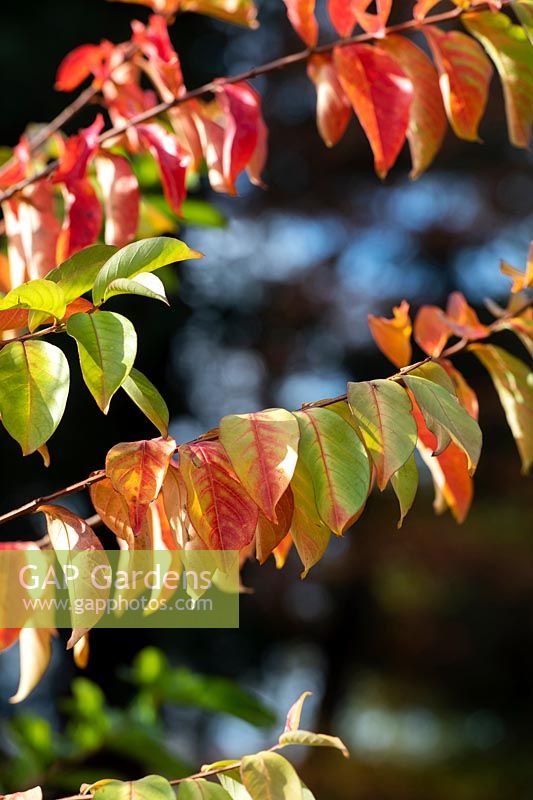 Lagerstroemia indica 'Sarah's Favorite' - Crape myrtle 'Sarah's Favorite' foliage in autumn