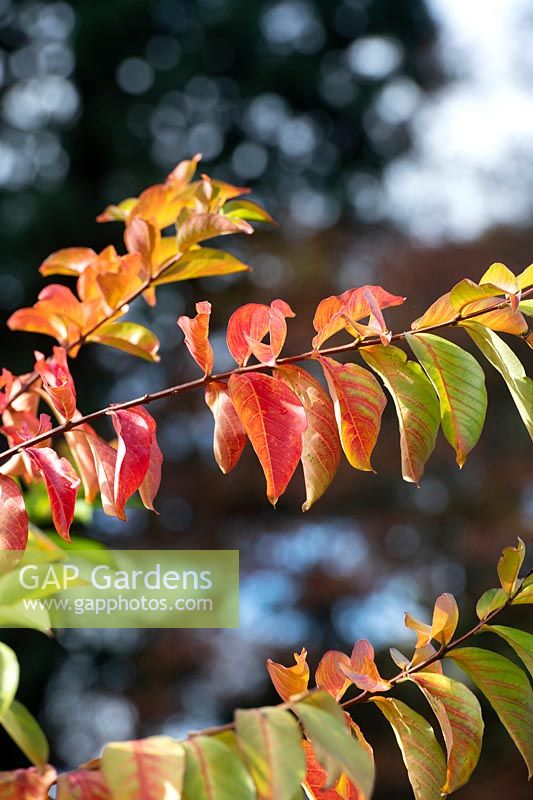 Lagerstroemia indica 'Sarah's Favorite' - Crape myrtle 'Sarah's Favorite' foliage in autumn. 
