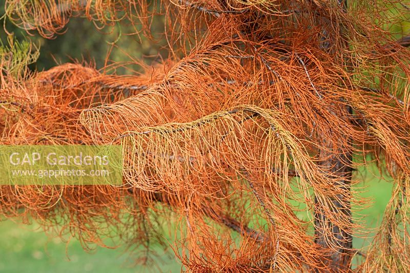 Taxodium distichum var. imbricarium 'Nutans'  - Nodding pond cypress tree foliage in autumn. 