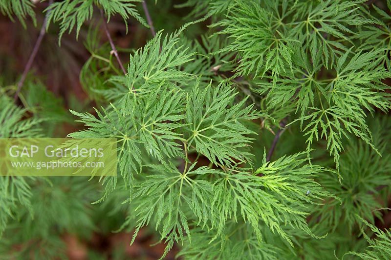 Acer palmatum 'Emerald Ice' - Japanese maple 'Emerald Ice'