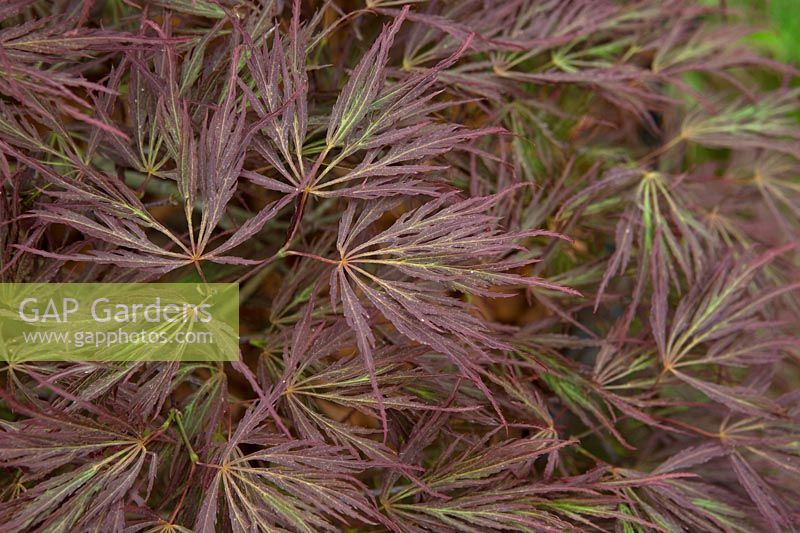 Acer palmatum dissectum 'Crimson Queen' - Japanese maple 'Crimson Queen'