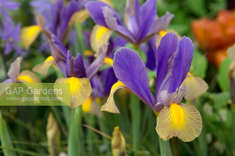 Iris x hollandica 'Gypsy Beauty'