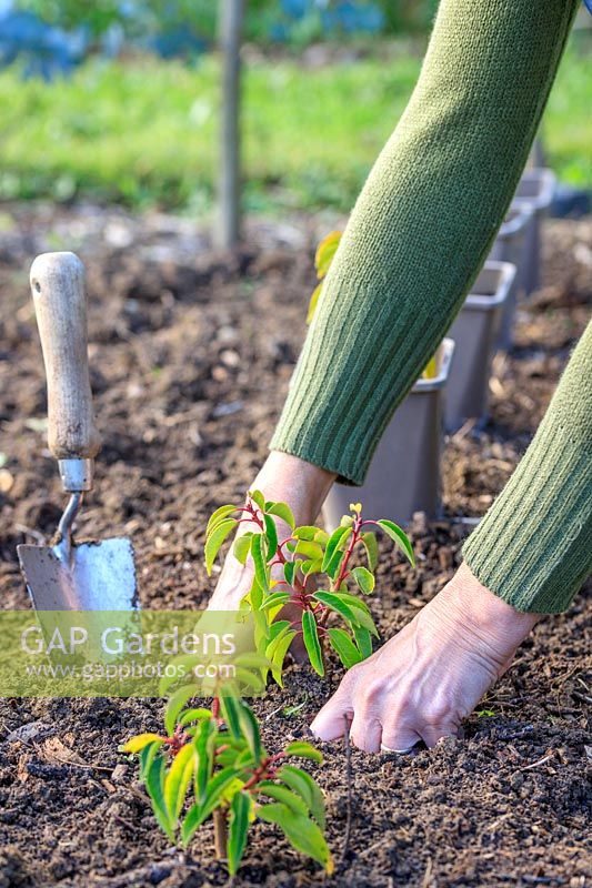 Woman firming in the soil with her hands around the newly planted Prunus lusitanica. 