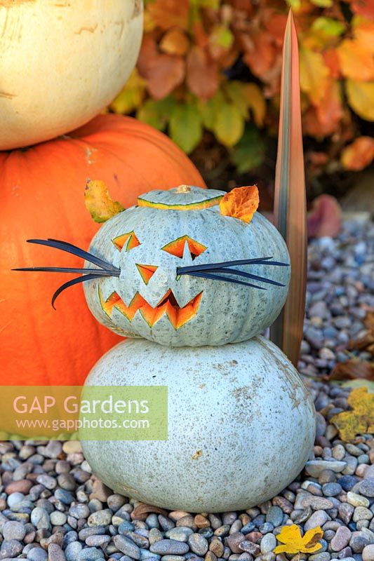 Pumpkin cat made with Pumpkin 'Crown prince' and Beech leaf ears and Ophipogon whiskers.
