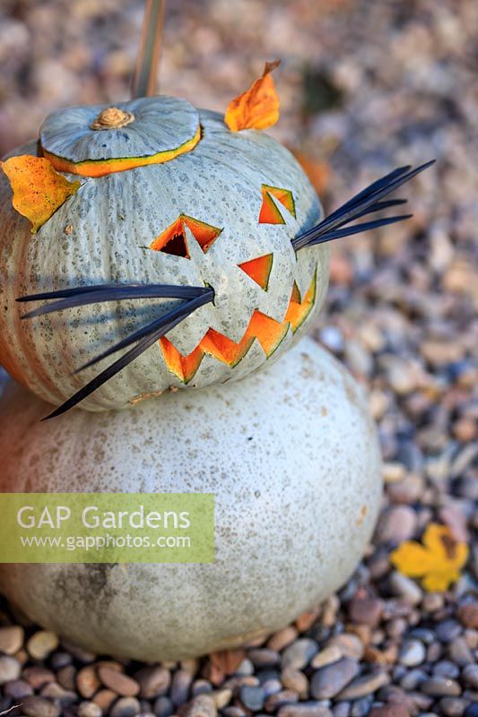 Pumpkin cat made with Pumpkin 'Crown prince' and Beech leaf ears and Ophipogon whiskers.
