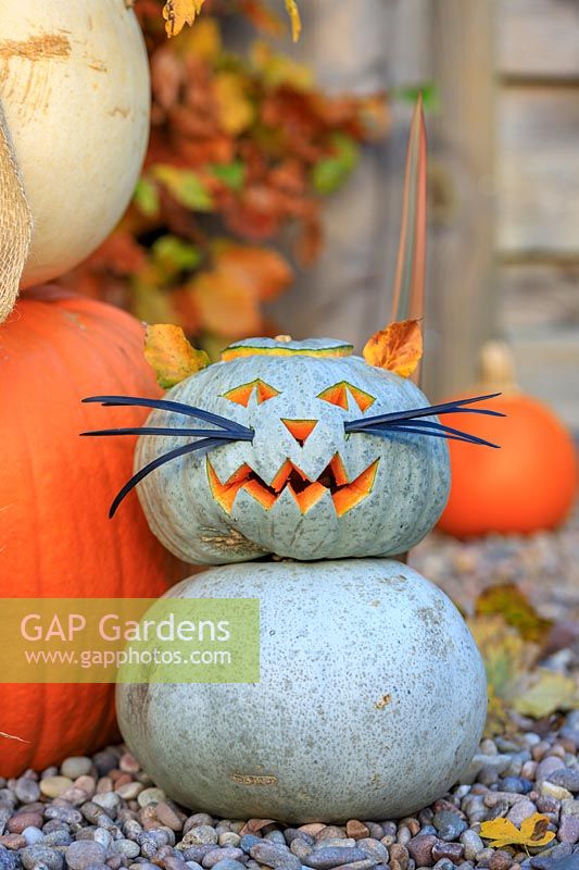 Pumpkin cat made with Pumpkin 'Crown prince' and Beech leaf ears and Ophipogon whiskers