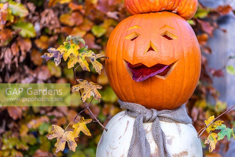 Pumpkin person made with mix of pumpkins, Acer campestre - Field Maple arms and hessian scarf