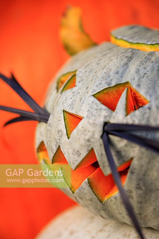Pumpkin cat made with Pumpkin 'Crown prince' and Beech leaf ears and Ophipogon whiskers