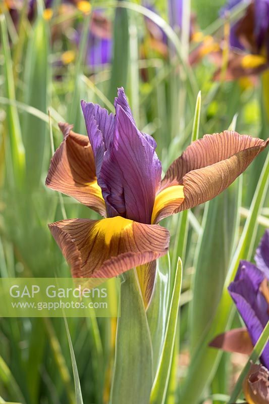 Iris hybrid - Dutch