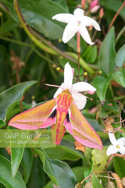 Deilephila elpenor - Elephant Hawk Moth on Jasmine flowers