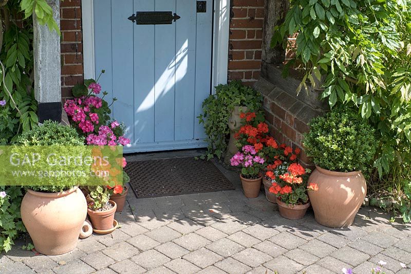 Pelargoniums around cottage door