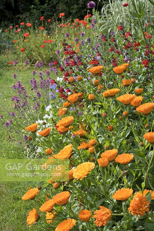 Calendula officinalis - Common Marigold and Salvia