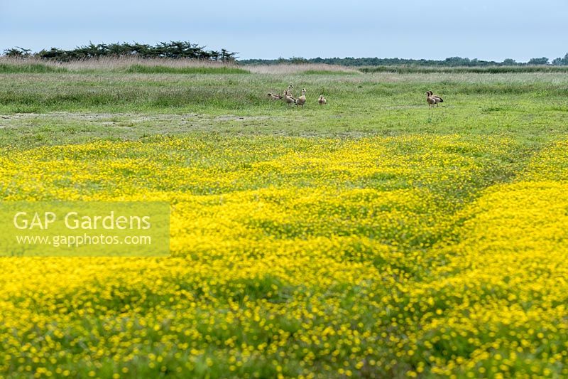 Cotula coronopifolia - Buttonweed and Egyptian geese on Norfolk Grazing marsh