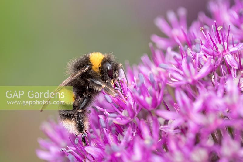 Bumble Bee foraging on Allium flowers