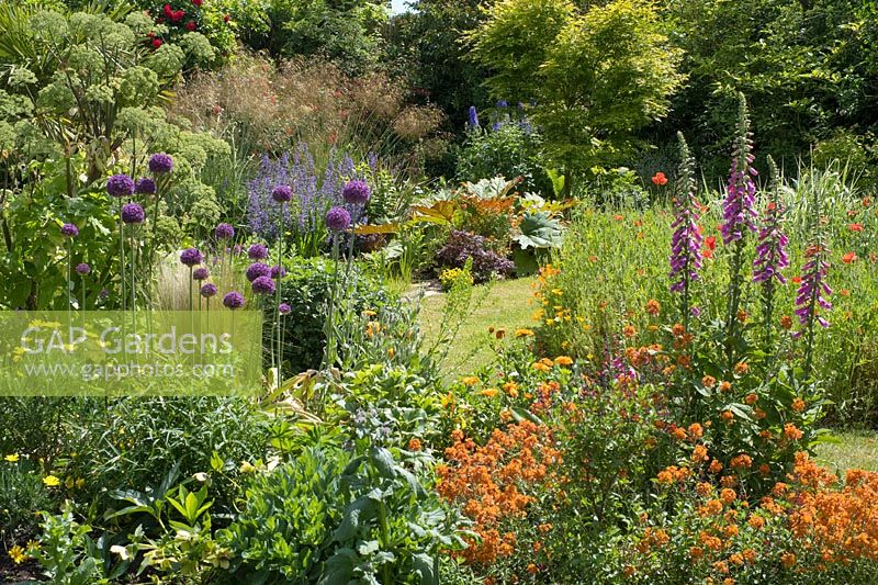 Colourful back garden with mixed borders including Allium gigantum, Foxglove, Angelica, Erisyium, Poppy, Oat Grass, and Acer palmatum 'Sango-kaku'