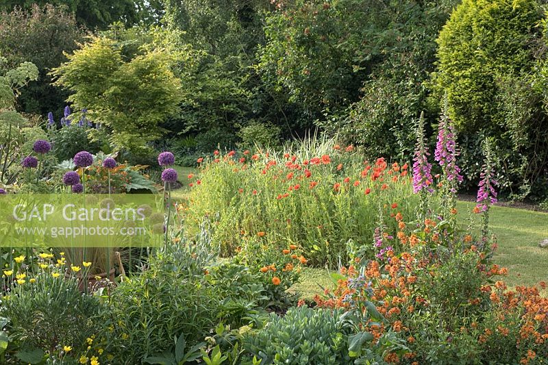 Colourful back garden with mixed borders including Alliums, Foxgloves, Angelica, Erisyium, Poppy