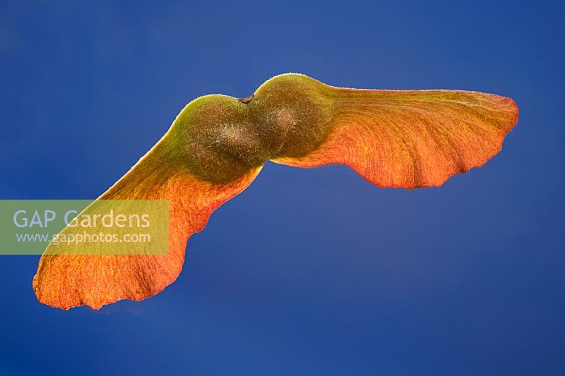 Acer campestre - Field Maple winged seeds