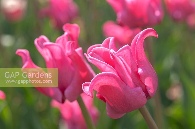 Tulipa 'Picture'